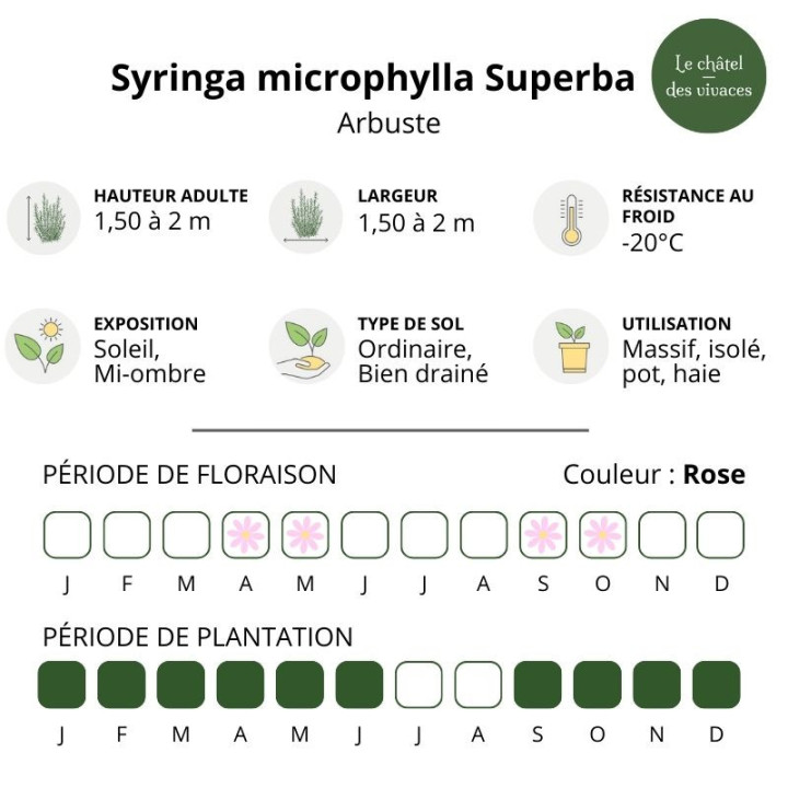 Syringa microphylla Superba