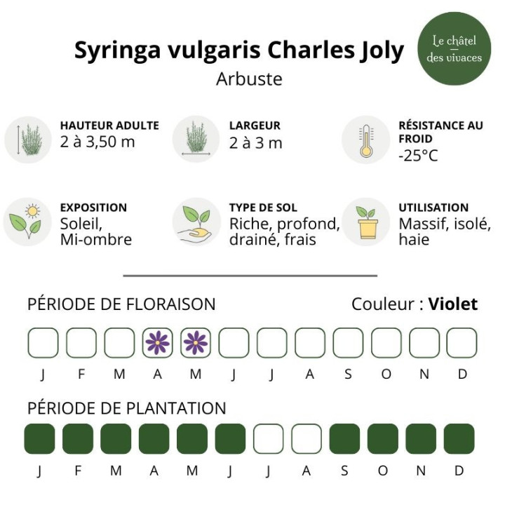 Syringa vulgaris Charles Joly