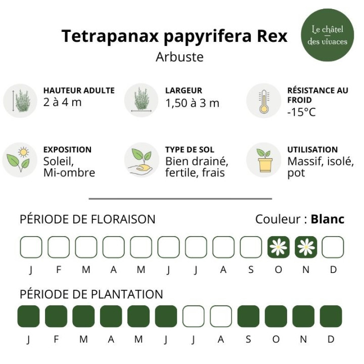 Tetrapanax papyrifera Rex