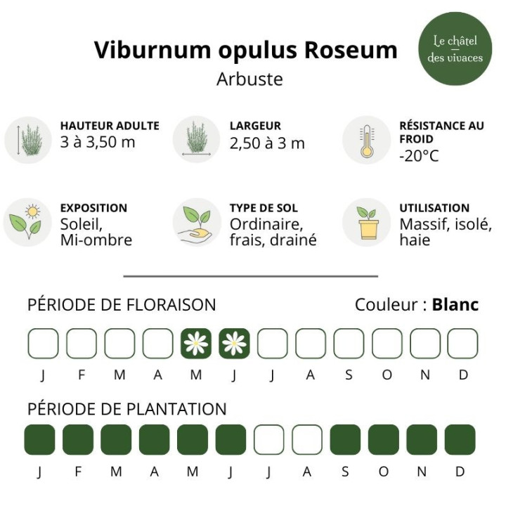 Viburnum opulus Roseum
