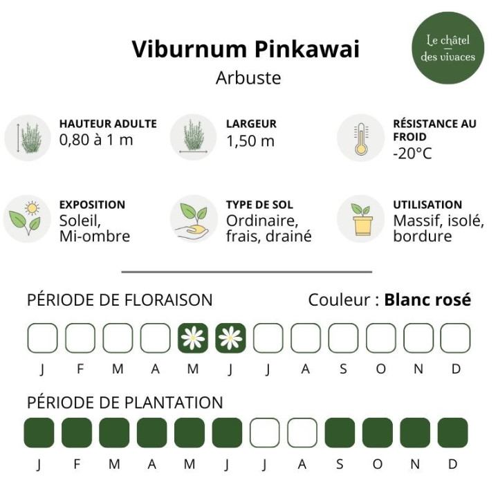 Viburnum plicatum Pinkawai