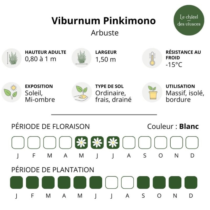 Viburnum plicatum Pinkimono
