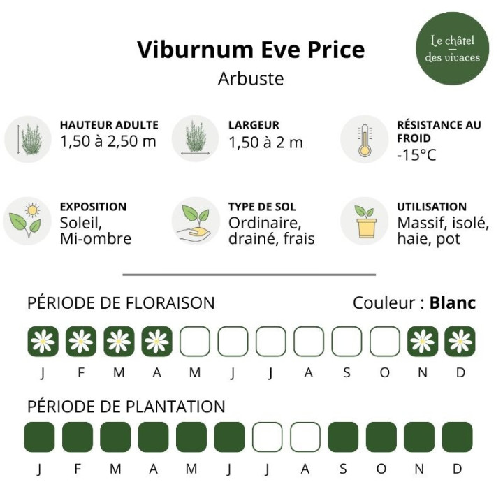 Viburnum tinus Eve Price