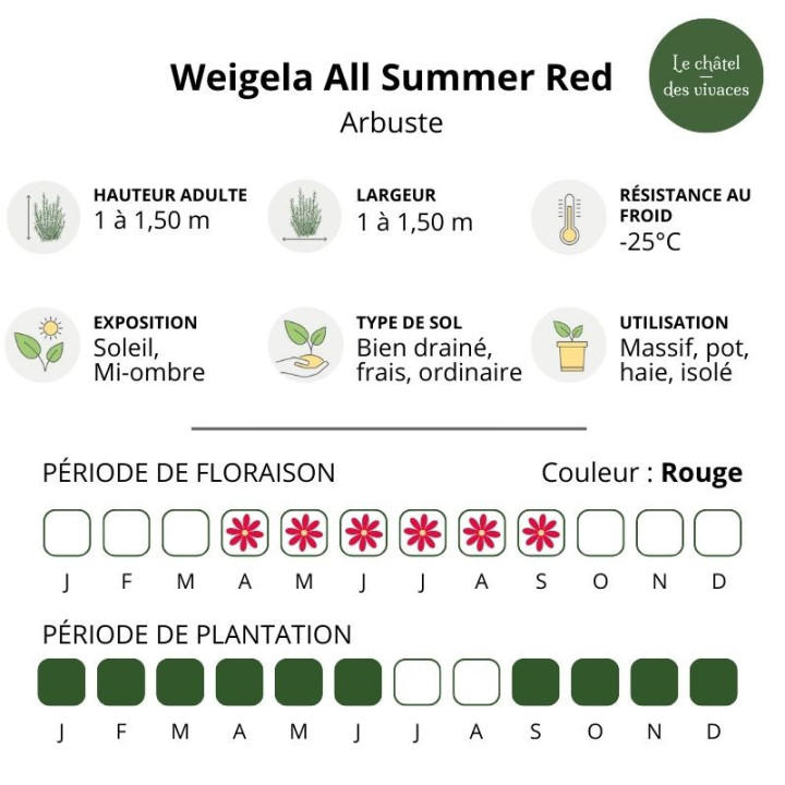 Weigela All Summer Red