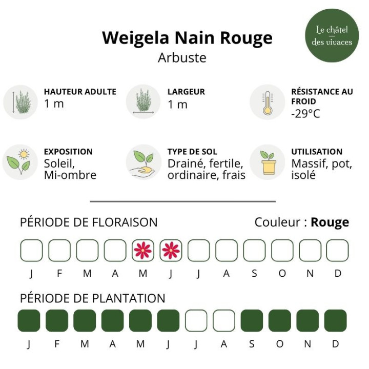 Weigela Nain Rouge