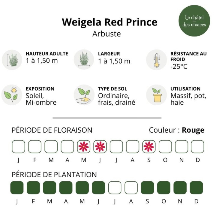 Weigela Red Prince