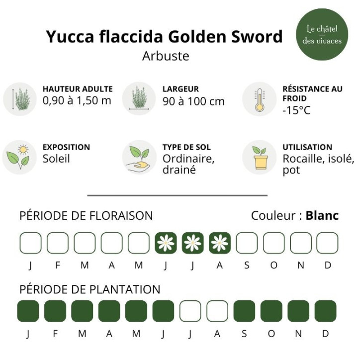 Yucca flaccida Golden Sword