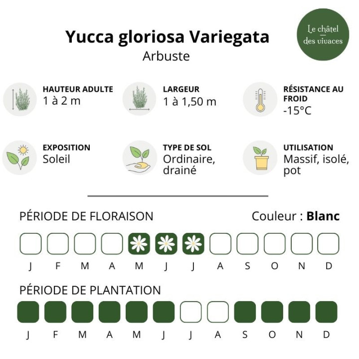 Yucca gloriosa Variegata