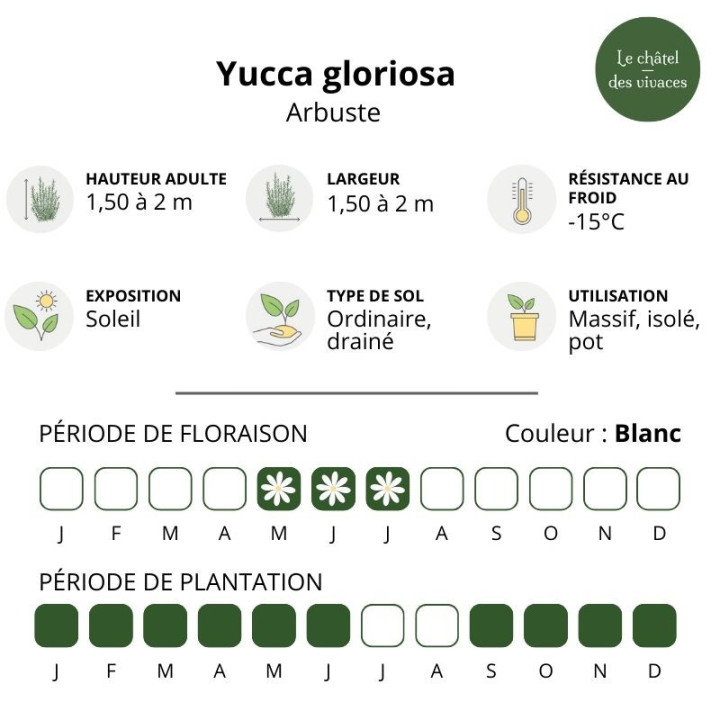 Yucca gloriosa