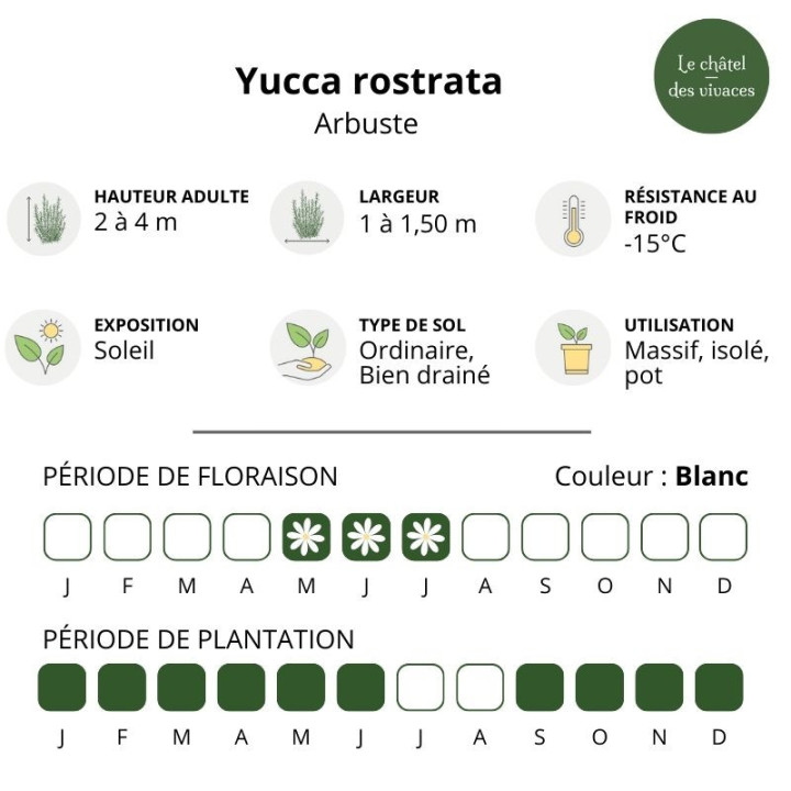 Yucca rostrata