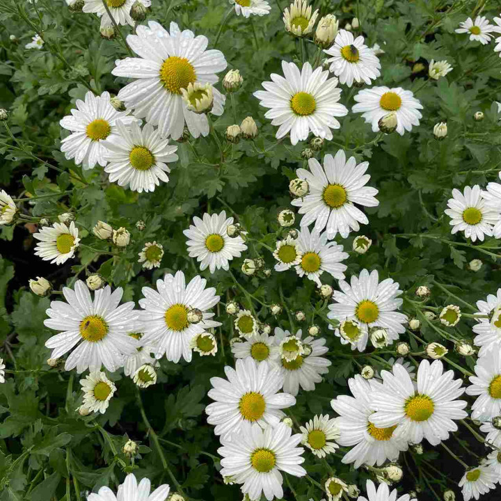 Chrysanthemum arcticum Stella