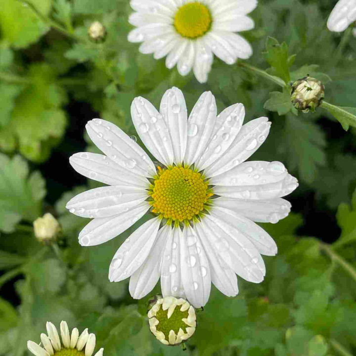 Chrysanthemum arcticum Stella