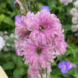 Delphinium Flamenco