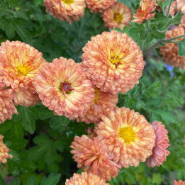 Chrysanthemum Bronzeteppich