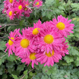 Chrysanthemum indicum Oury