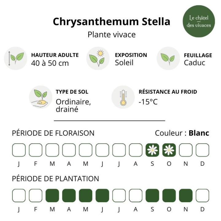 Chrysanthemum arcticum Stella