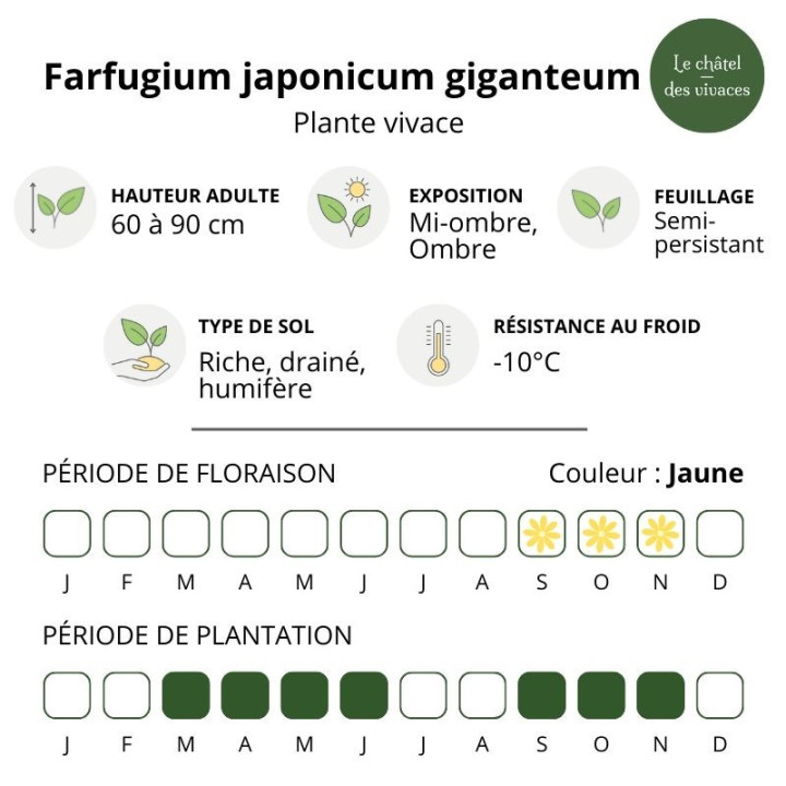 Farfugium japonicum giganteum