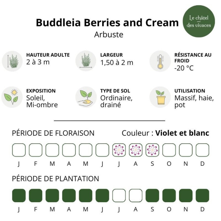 Buddleia davidii Berries and Cream