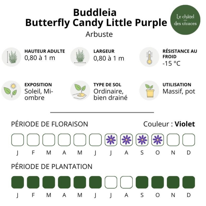 Buddleia davidii Butterfly Candy Little Purple