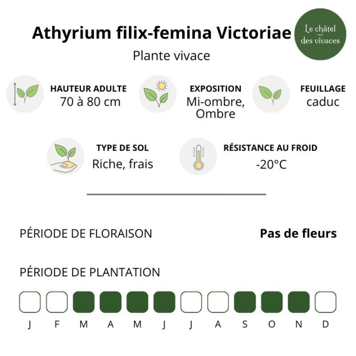 Athyrium filix-femina Victoriae