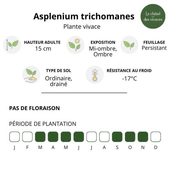 Asplenium trichomanes