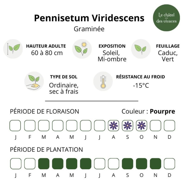 Pennisetum alopecuroides Viridescens