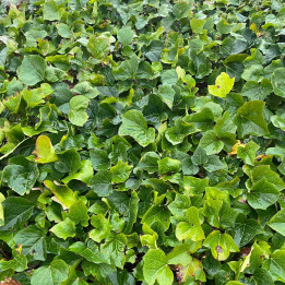 Hedera algerian Bellecour