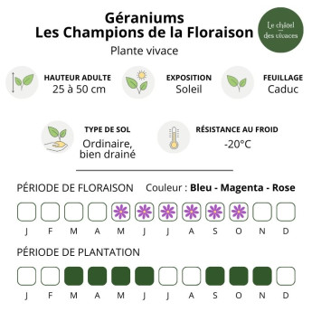 Geraniums Les Champions de la Floraison