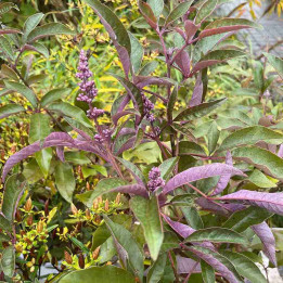 Vitex agnus-castus Flip Side
