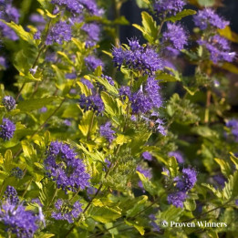 Caryopteris incana Sunny Blue