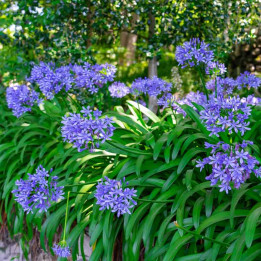 Agapanthe africanus