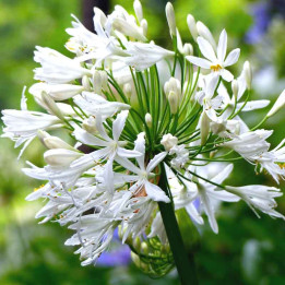 Agapanthe africanus Albus