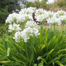 Agapanthe 'White Heaven'