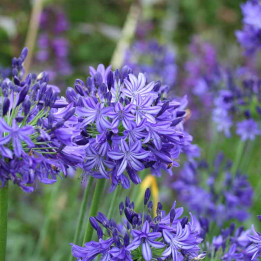 Agapanthe 'Northern Star' | Floraison Bleu Intense