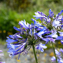 Agapanthe 'Charlotte'