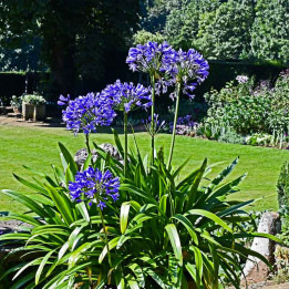 Agapanthe 'Navy Blue'