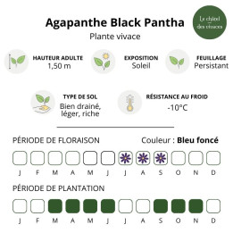 Agapanthus Black Pantha