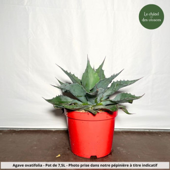 Agave ovatifolia