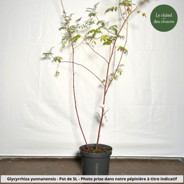 Glycyrrhiza yunnanensis
