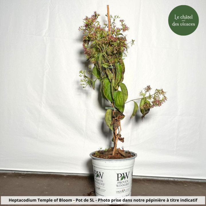 Heptacodium miconioides Temple of Bloom