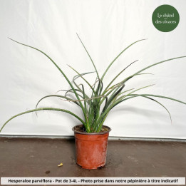 Hesperaloe parviflora