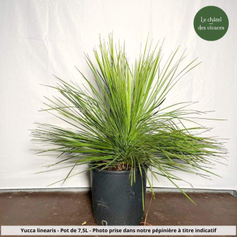 Yucca linearis Yucca linearis