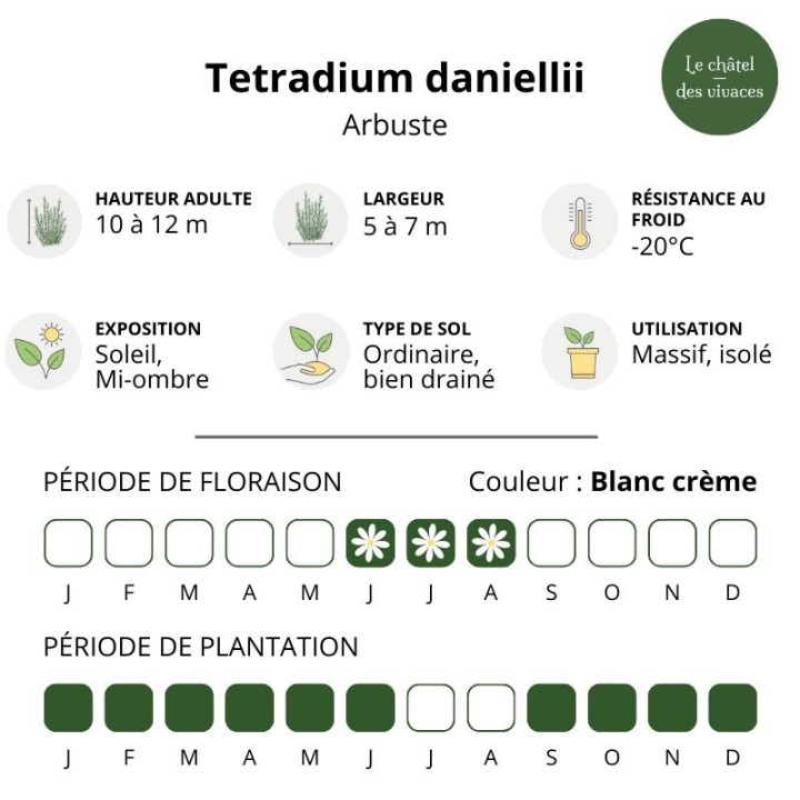 Tetradium daniellii
