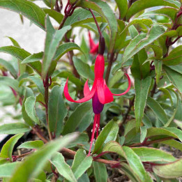 Fuchsia regia Reitzii