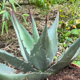 Agave montana