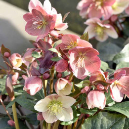 HELLEBORUS ericsmithii 'Pirouette'
