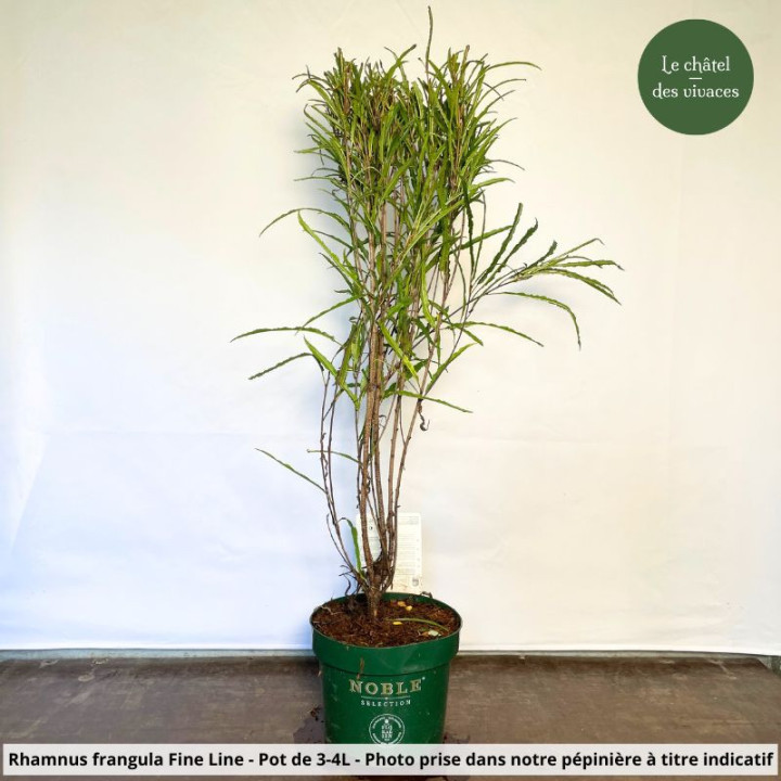 Rhamnus frangula Fine Line | Le chatel des vivaces