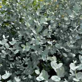 Eucalyptus gunnii Silverana