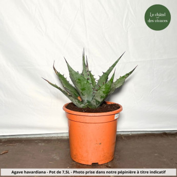 Agave havardiana Agave havardiana