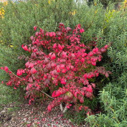 Euonymus alatus Compactus